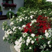 Aspirin-Rose_3
