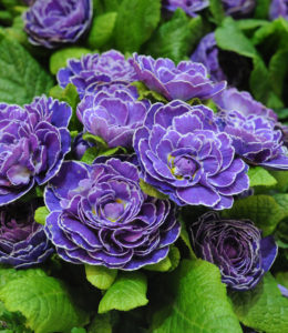 belarina-amethyst-ice belarina-amethyst-ice