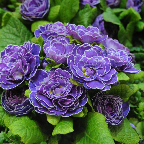 belarina-amethyst-ice