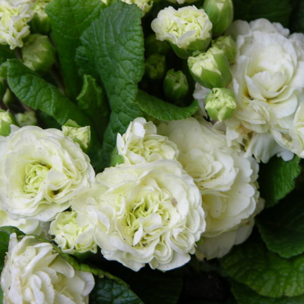 belarina-cream