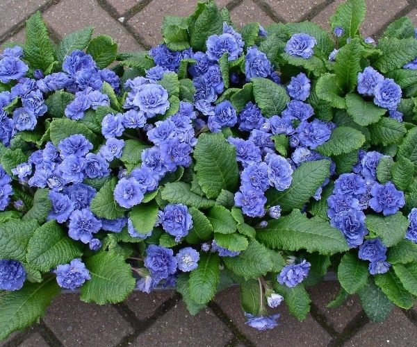 belarina-delft-blue