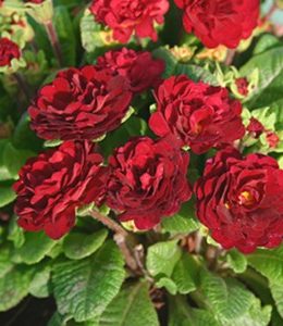 belarina-valentine