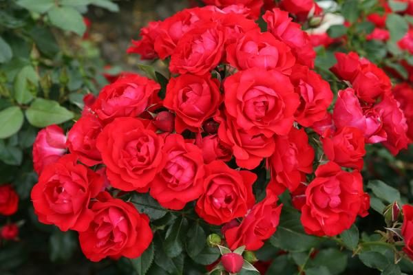 black-forest-rose black-forest-rose