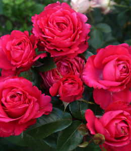 cherry-lady