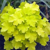 Citronelle Citronelle