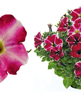Petunia Cranberry Blast buschig, hängender Wuchstyp mit raffinierter Blütenfarbe. Auf dem tiefpurpurfarbenen Blütengrund weich aufgehellte Sternung und Blütenrandung, die mit zunehmendem Lichtangebot zunimmt. Mittelfrüh blühend. Ein absoluter Hingucker.