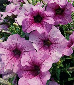 daddy-orchid