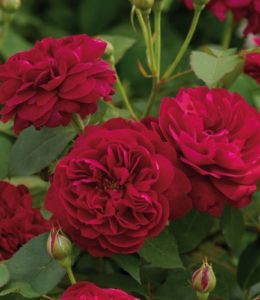 Darcey Bussell