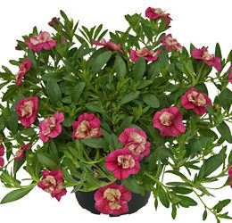 Calibrachoa Dragon Fruit Calibrachoa Dragon Fruit - gefüllt blühendes Zauberglöckchen