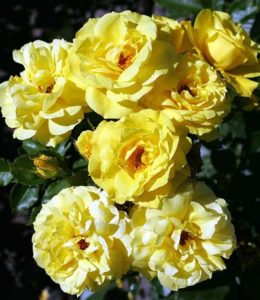 friesia friesia