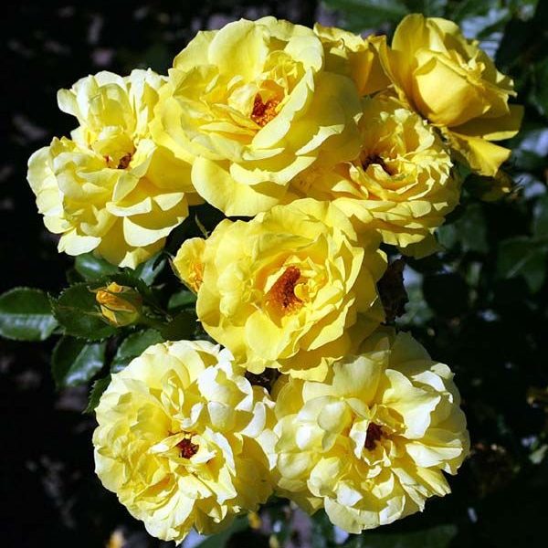 friesia