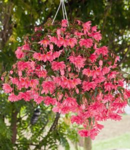 Funky Pink