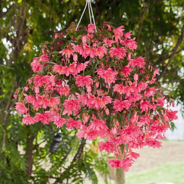 Funky Pink