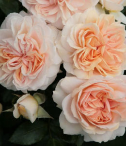 garden-of-roses