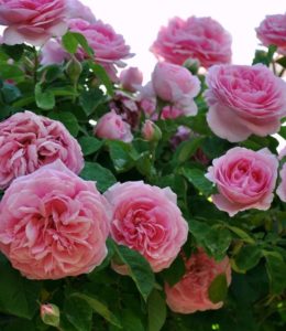 gertrude-jekyll