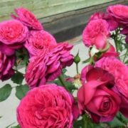 Goethe-Rose