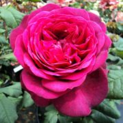 Goethe-Rose_2