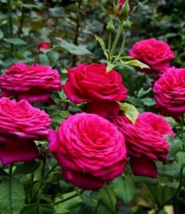Goethe-Rose_3