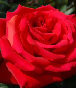 grande-amore