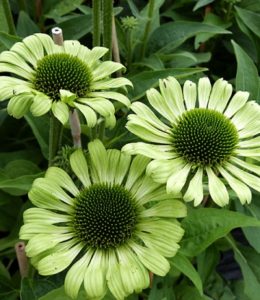 Green Jewel