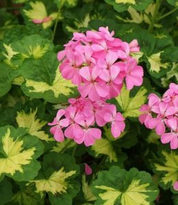 Happythought Pink