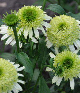 Honeydew
