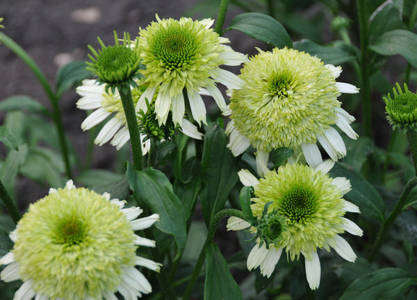 Honeydew