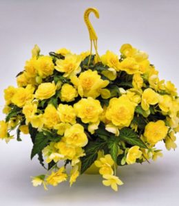 Joy Yellow