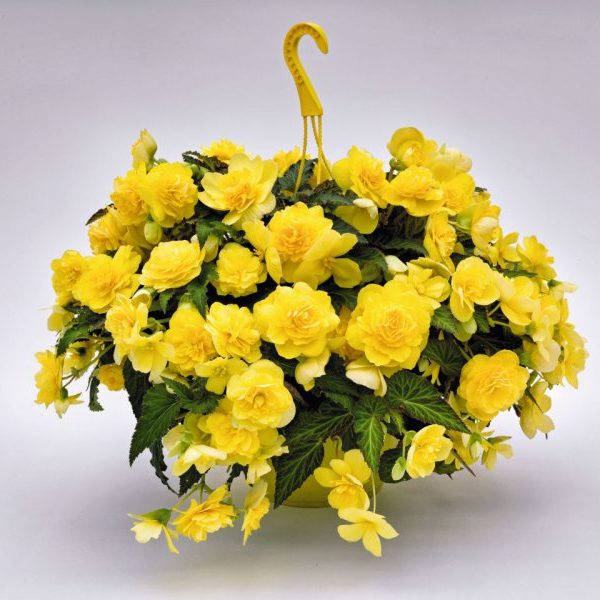 Joy Yellow