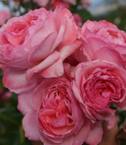 kolner-flora kolner-flora