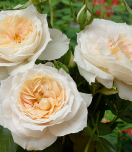 lions-rose
