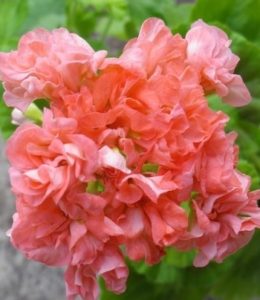 Margaretha