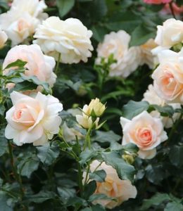 marie-antoinette