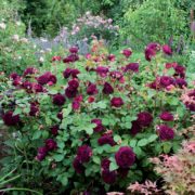 Munstead Wood_2