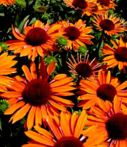 Orange Passion_2
