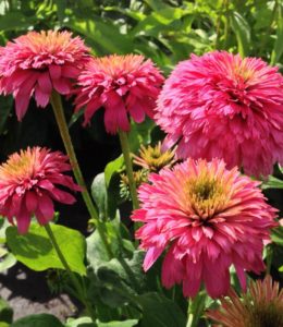 Pink Bonbon