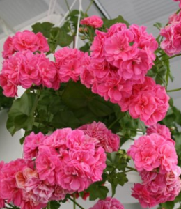 Pink Sybil