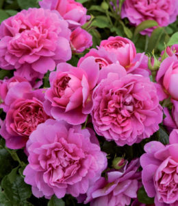 Princess Anne_2