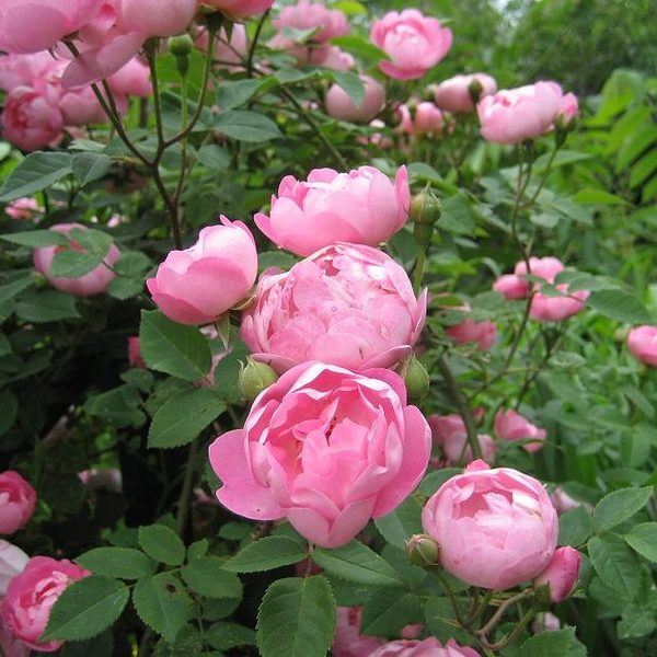 raubritter