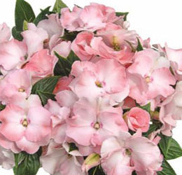 Impatiens Paradise Rokoko 'Michelle'