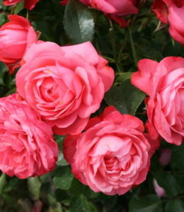 rosannajpeg rosannajpeg