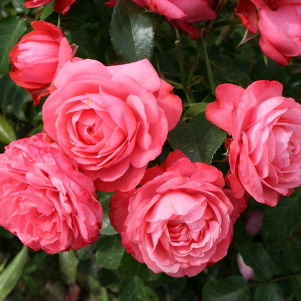 rosannajpeg