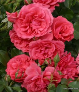 rosarium-uetersen rosarium-uetersen