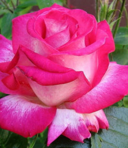 rose-gaujard_2