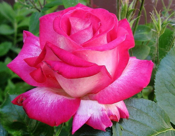 rose-gaujard_2