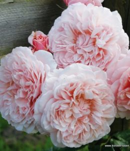 rose-de-tolbiac rose-de-tolbiac