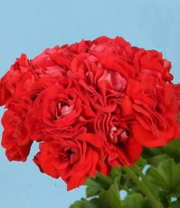 Rosebud Red 