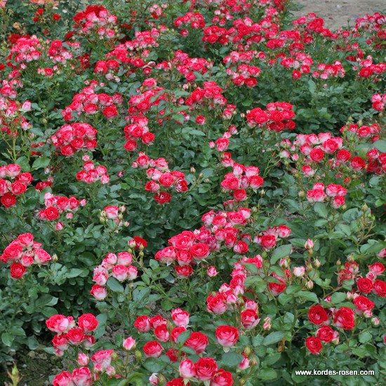 Schöne Koblenzerin_2 Schöne Koblenzerin_2