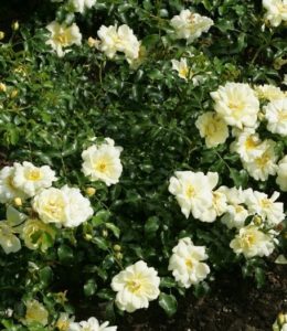 sunny-rose