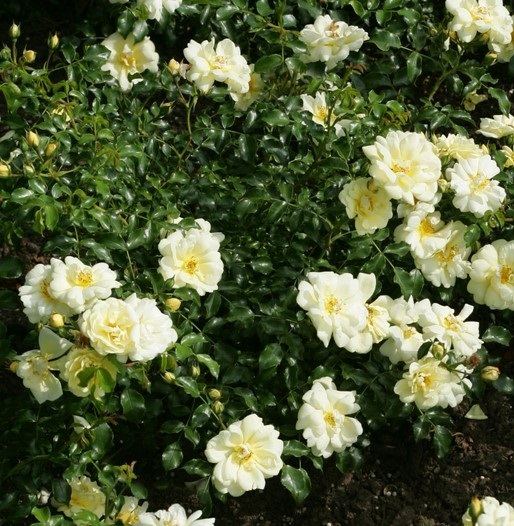 sunny-rose sunny-rose